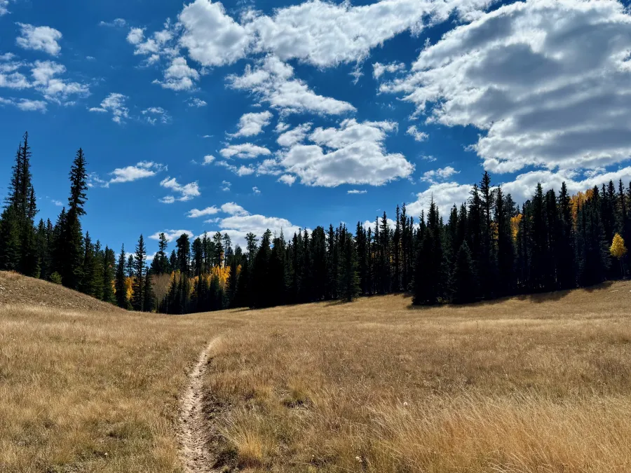 A wide meadow filled with grass