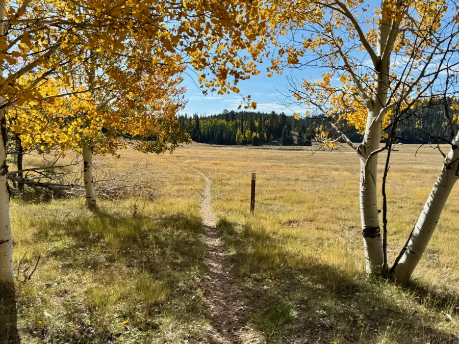 A wide, flat meadow