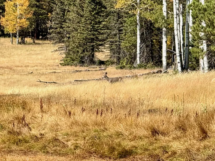 A mule deer approaches the pond