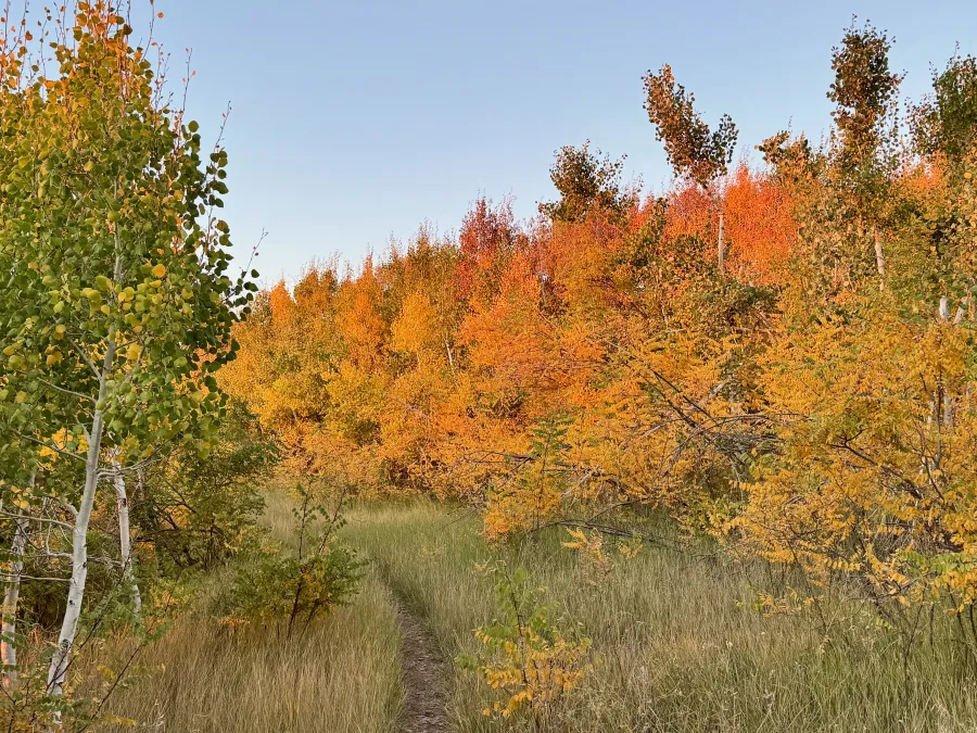 Aspen trees look orange in the light of a morning sun