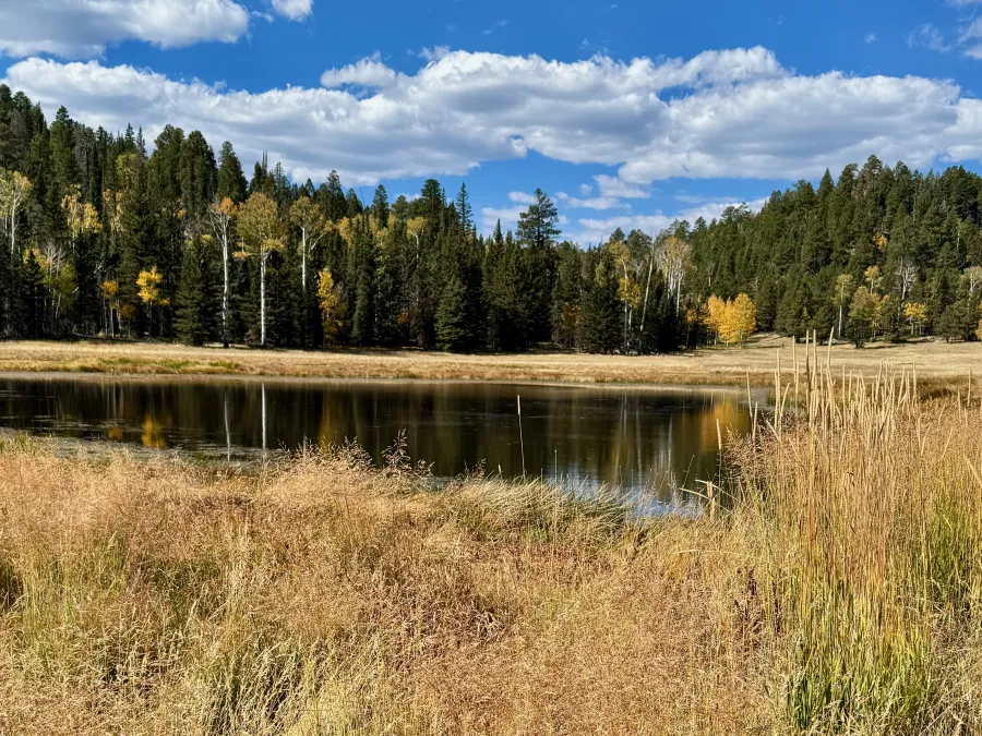 A large pond