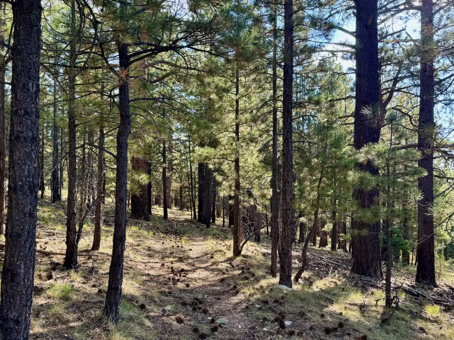 A ponderosa pine forest