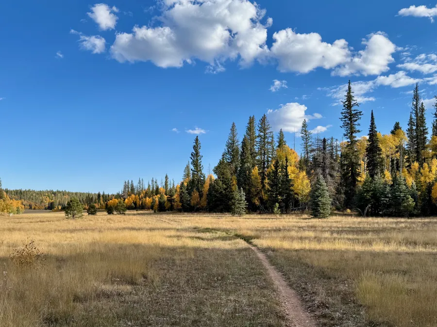 A wide, flat meadow