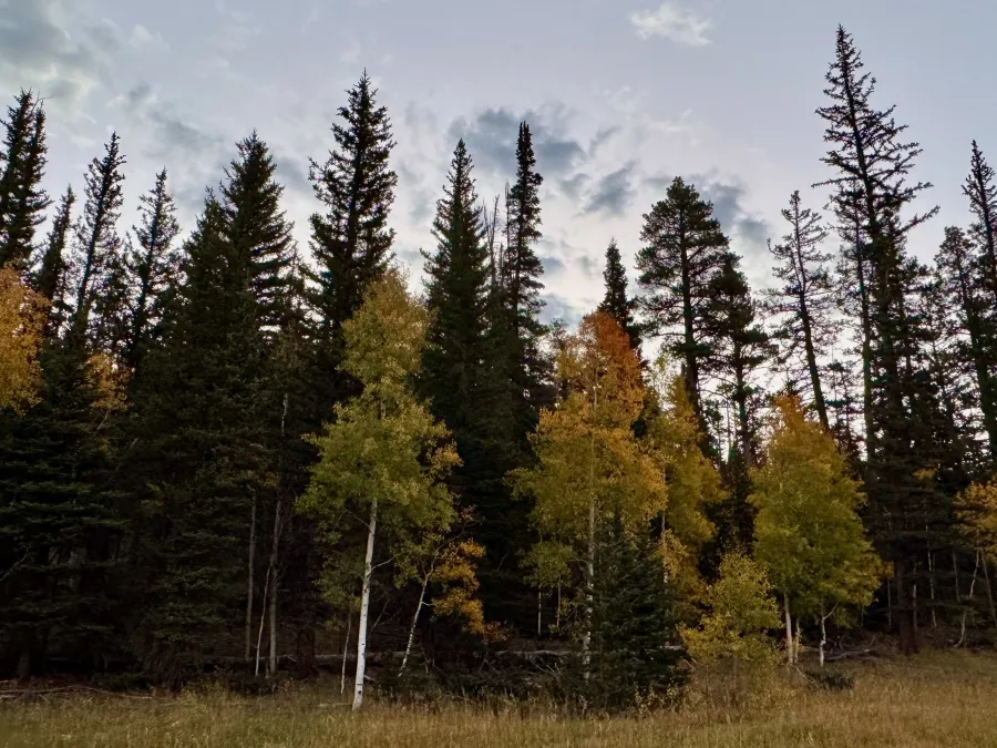 Aspen and pine trees