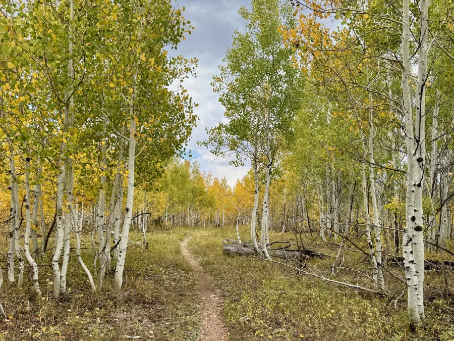A forest of aspens with a trail through the middle