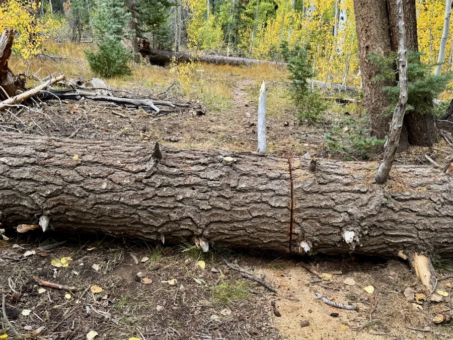 A blowdown has been partially cut