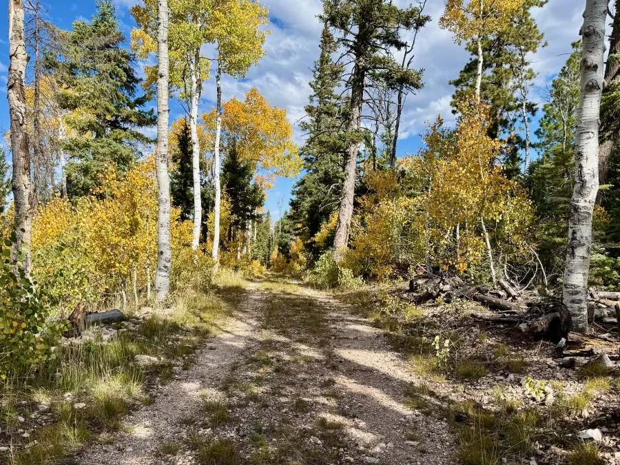 The trail follows a double-track road