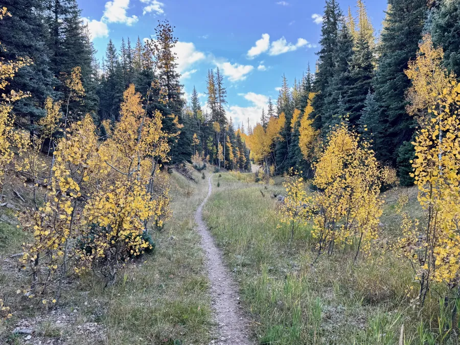 The trail follows a single-track footpath through aspen and spruce trees