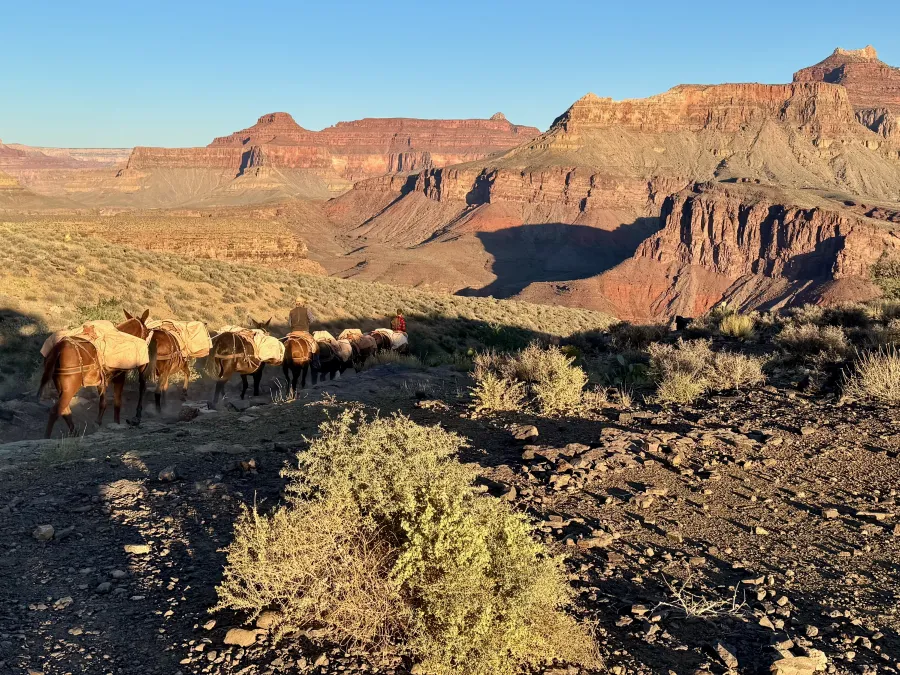 Mules descend the trail into the canyon