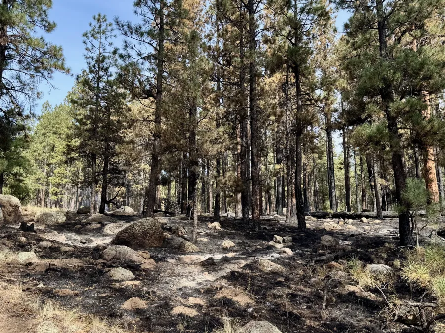A partially burnt area of the forest