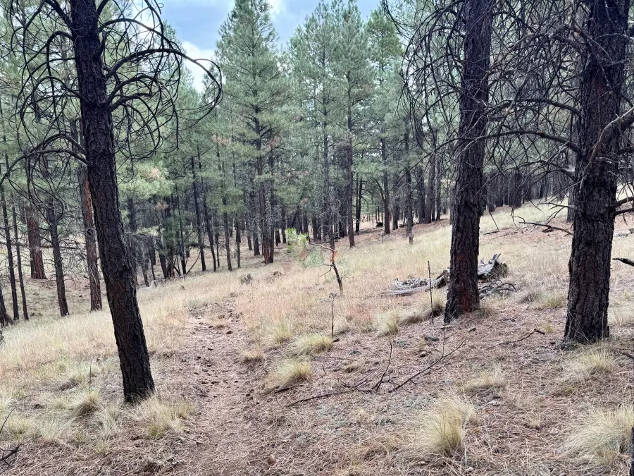 The trail begins a gradual descent
