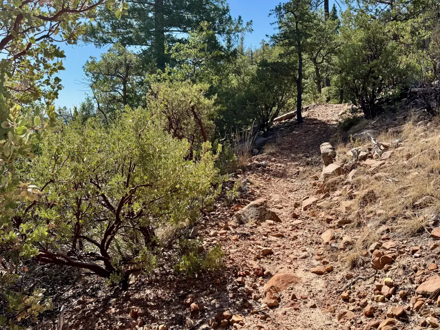The trail becomes rocky, manzanita stand next to it