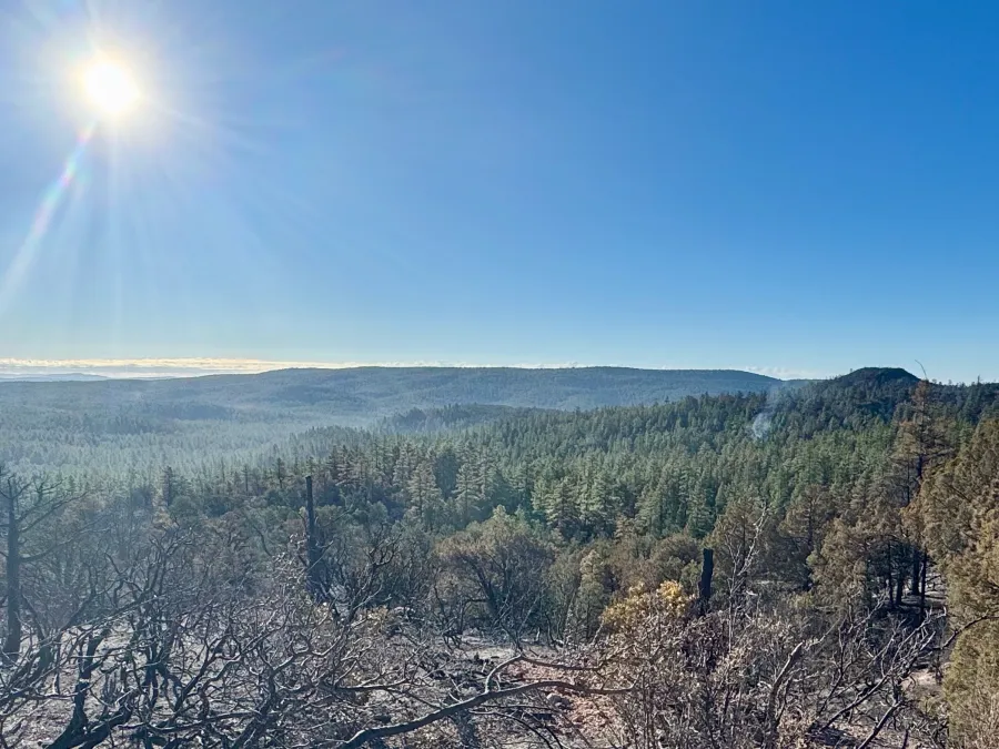 The sun shines brightly over a burnt section of the forest