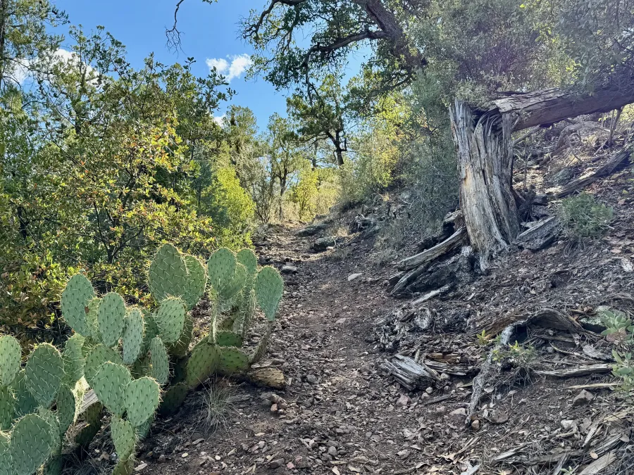 Cactus next to the trail