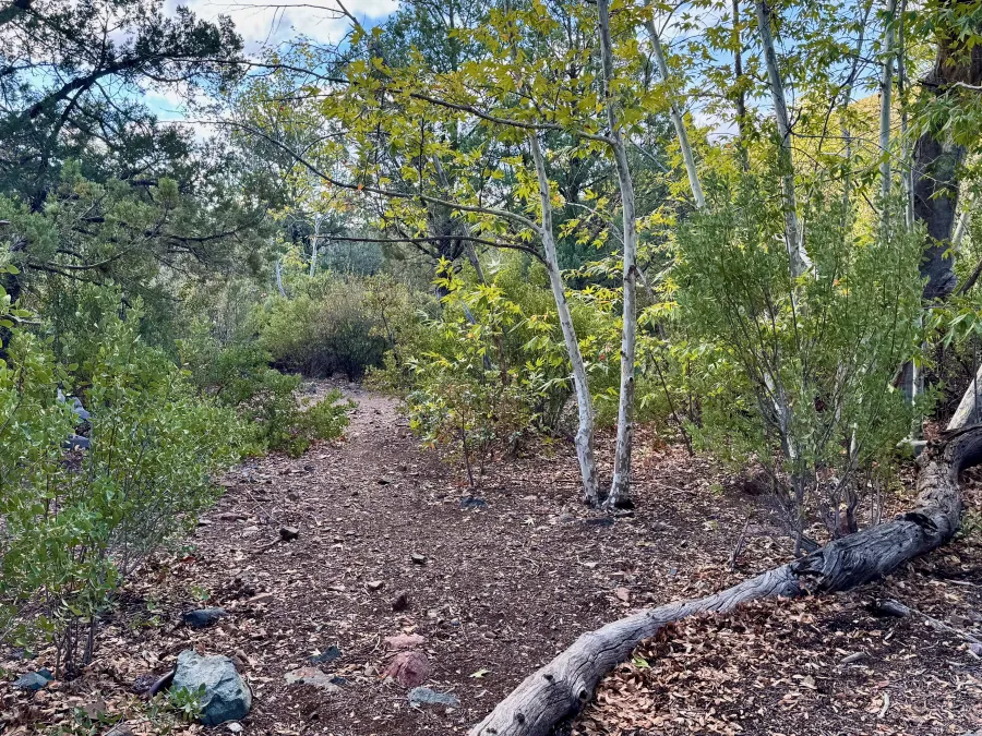 Aspen trees in a campsite