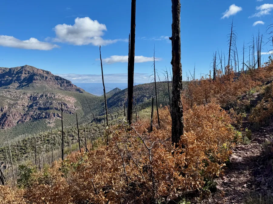Burnt trees on a mountain ridge
