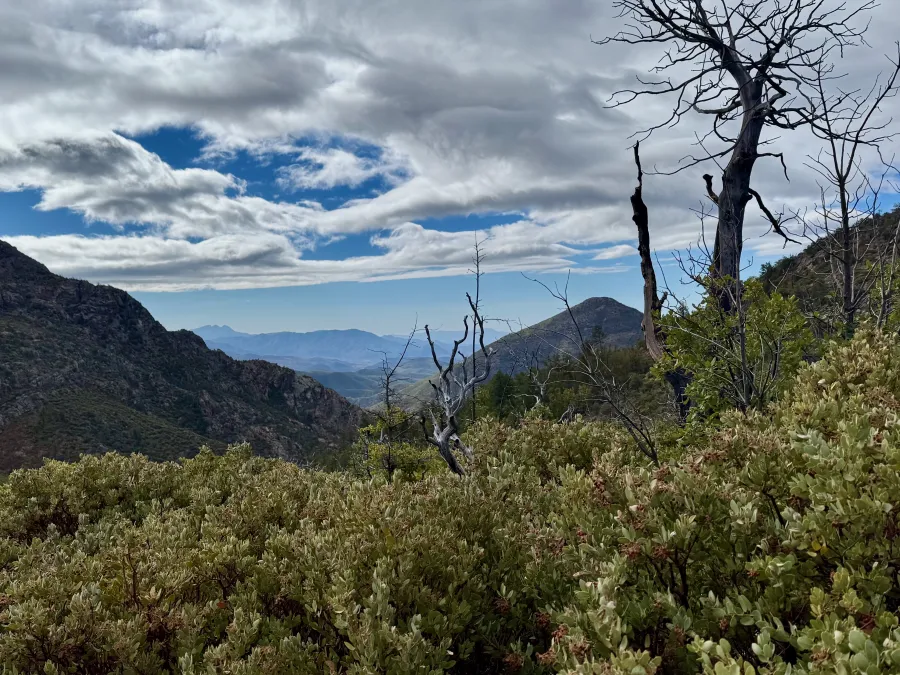 A dead tree in Mazatzal Wilderness