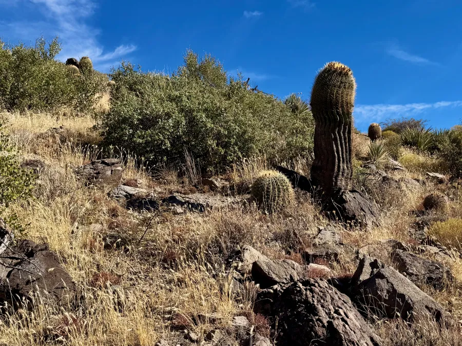 Barrel cacti 