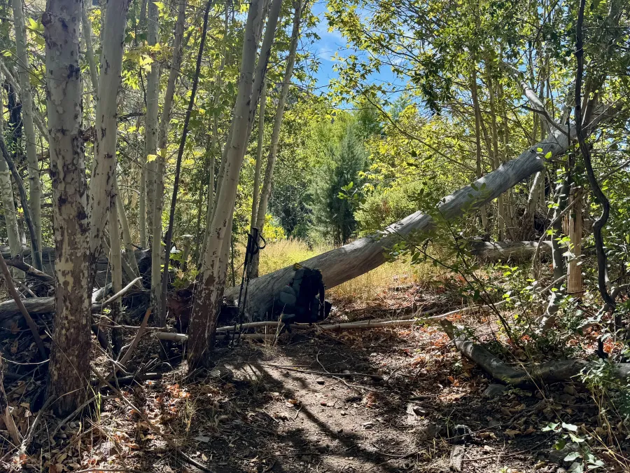 Western Sycamore trees