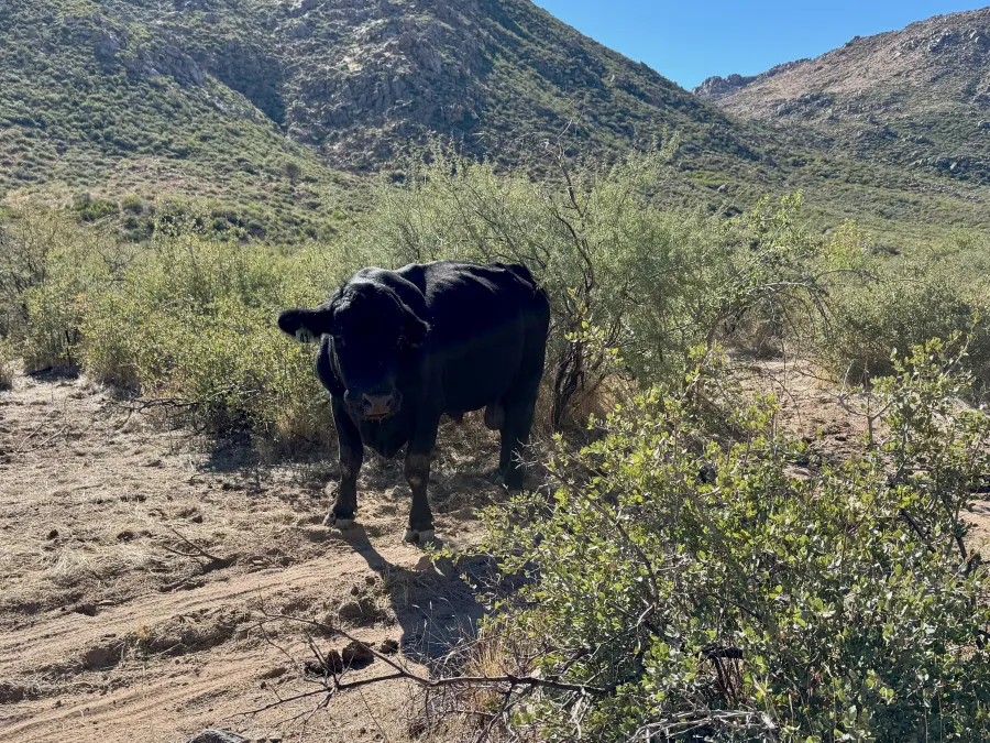 A cow stands in the desert