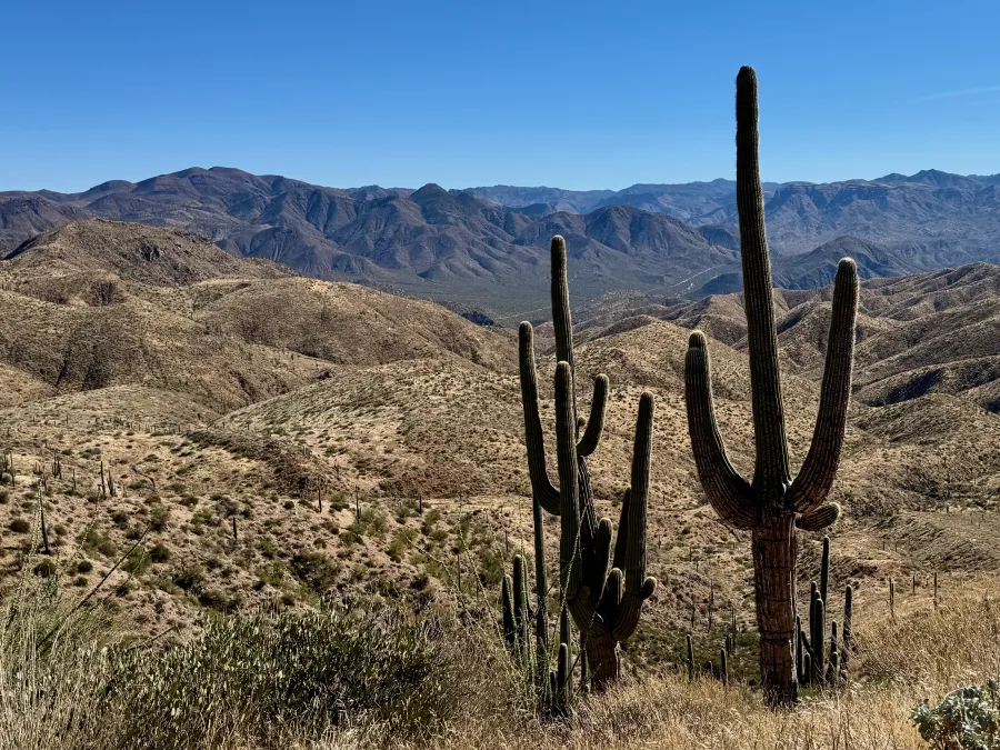 Saguaro cacti