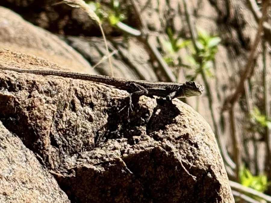 A lizard watches from a rock