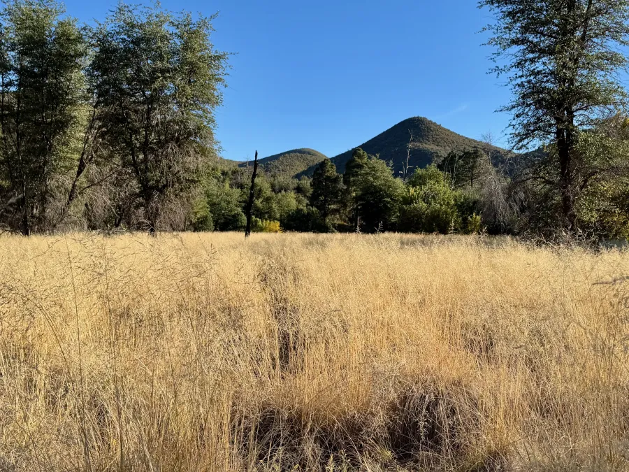 Tall grass in a canyon
