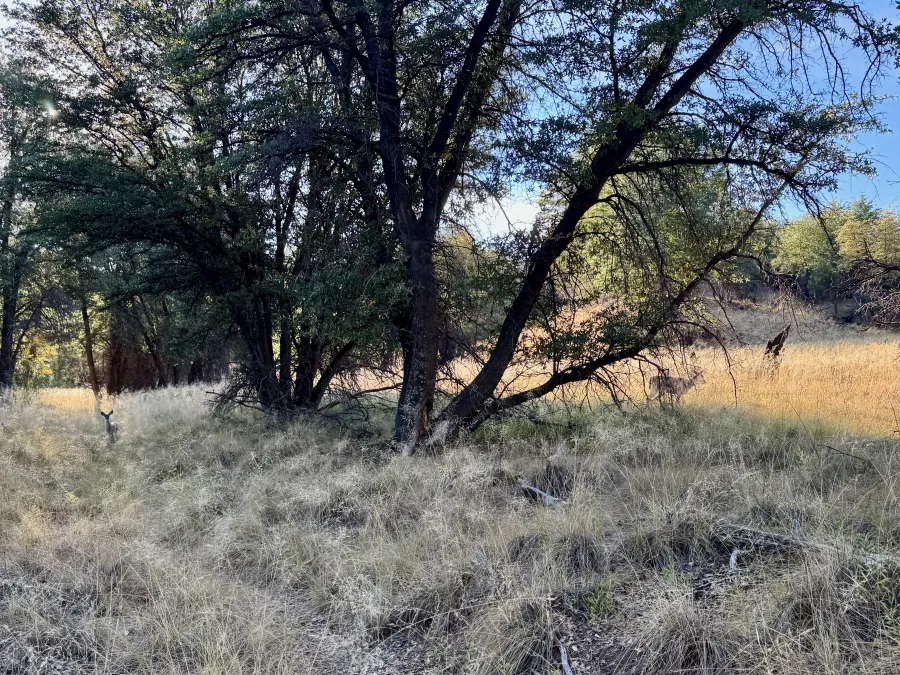 Mule deer