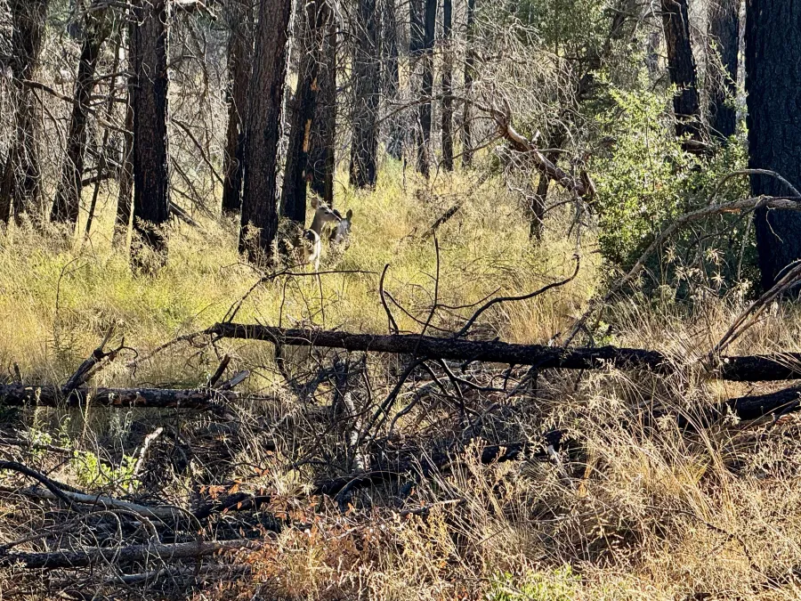 An overgrown section of trail