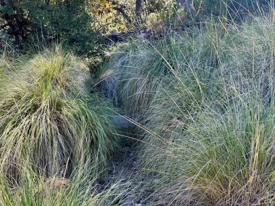 Walnut Spring