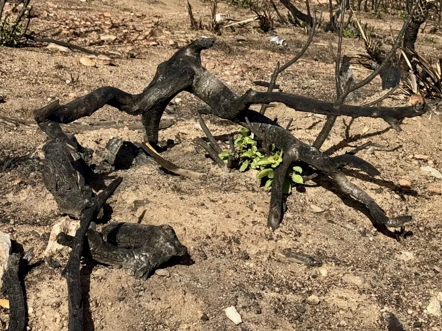 A few small signs of new growth among burnt trees and shrubs