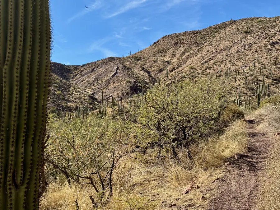 Saguaro cacti stand tall