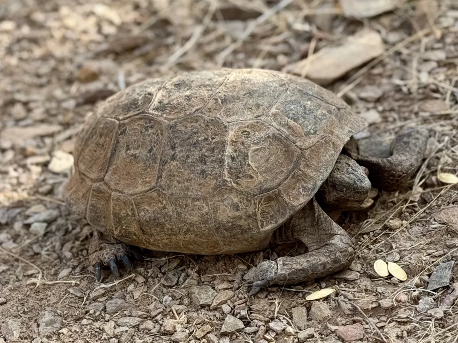 A desert tortoise