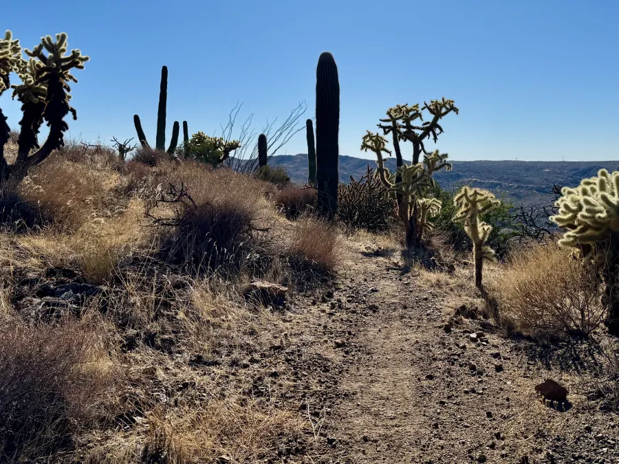 Cacti in the Tortilla Mountains