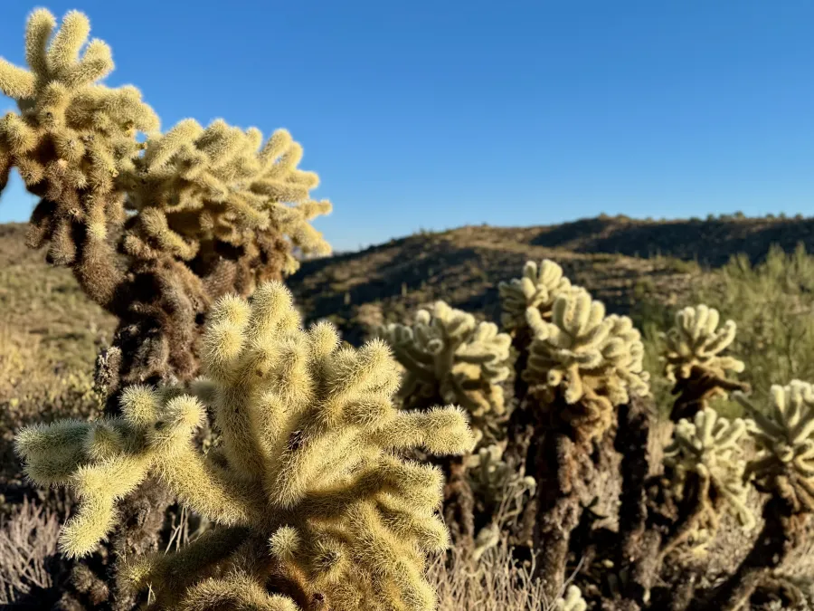 Teddy bear cholla