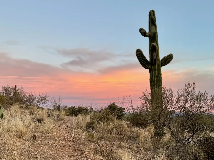 A saguaro cactus stand alone along the Arizona Trail