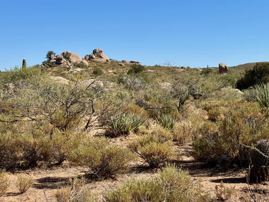 An outcropping of rocks appears in the distance
