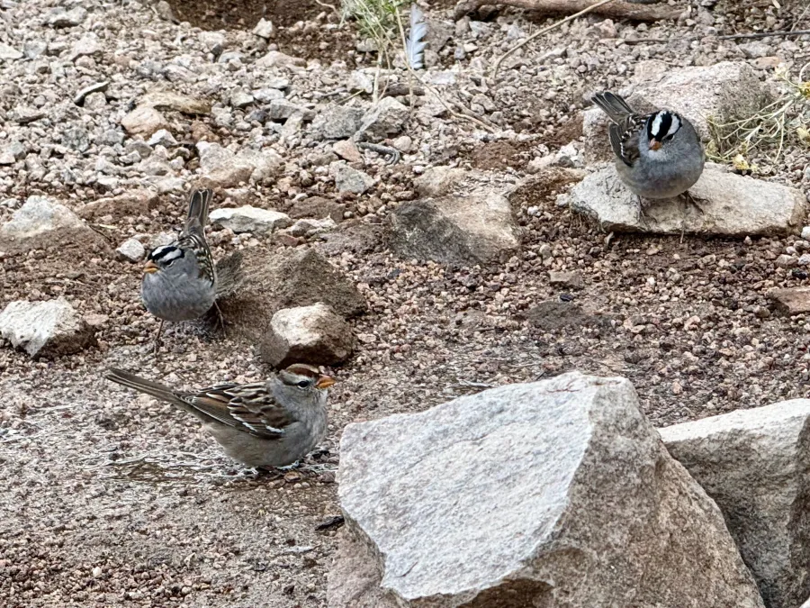 White-crowned sparrows gather near the spring
