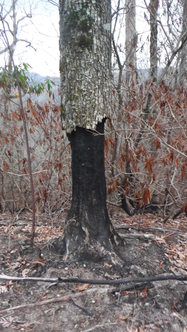 Burned tree