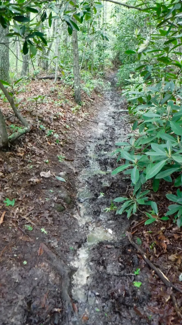 Wet trail