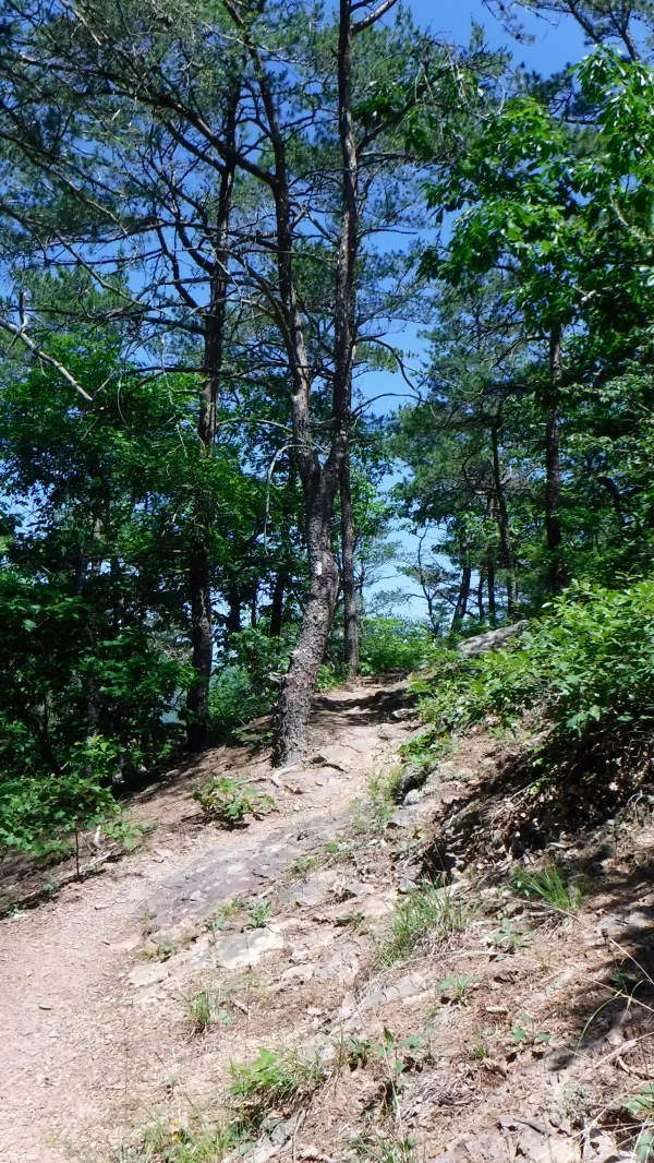 Sunny trail