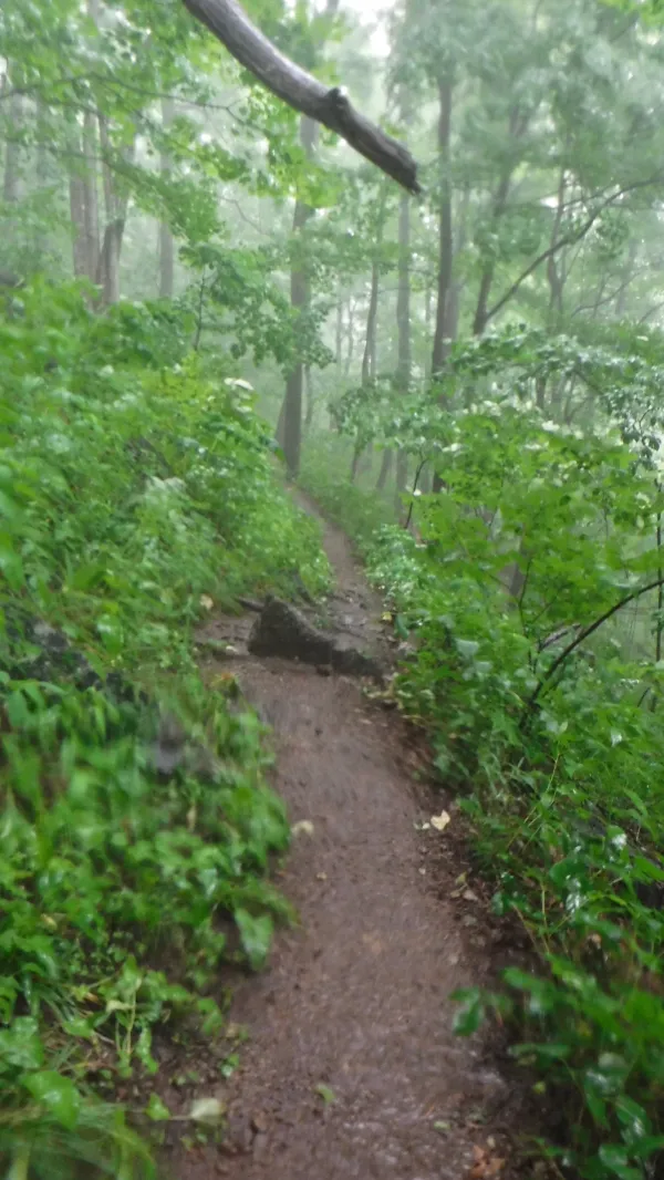 Rainy trail