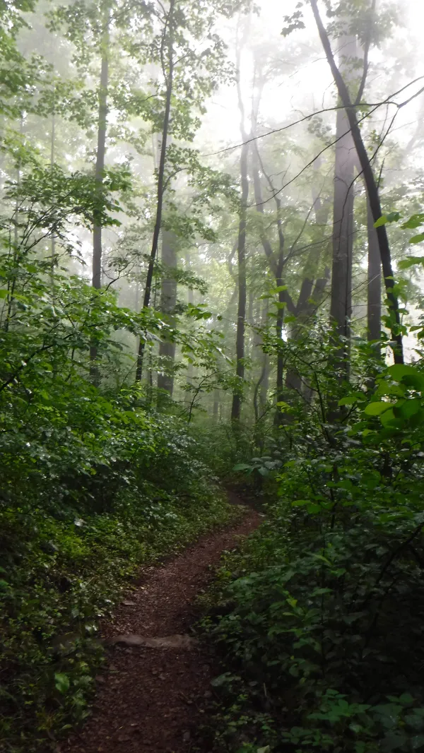 Foggy morning, easy trail