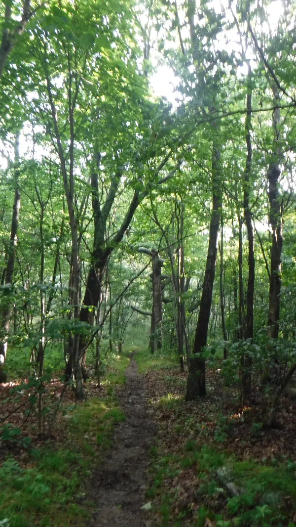 Easy trail