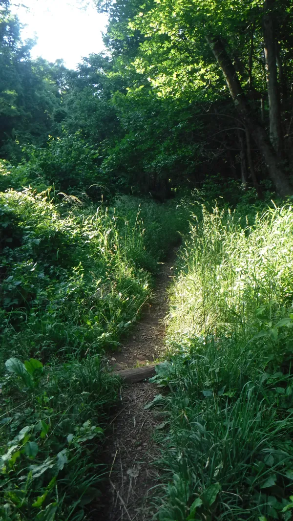 Early evening on the trail
