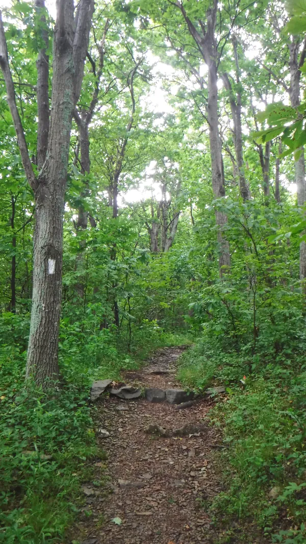 Trail going up South Marshall Mountain