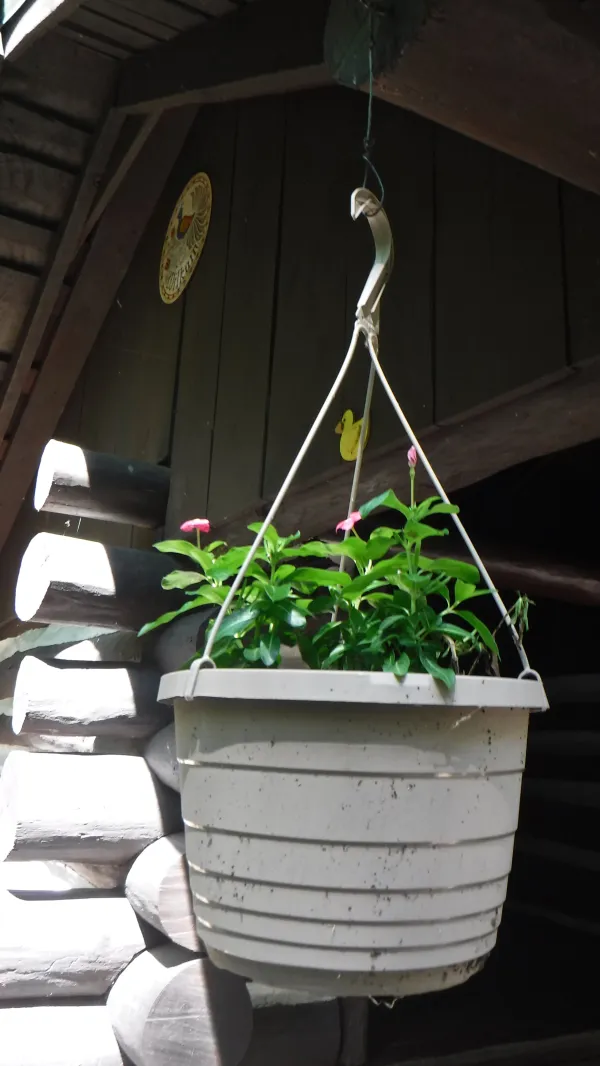 Planter hanging from Quarry Gap Shelter