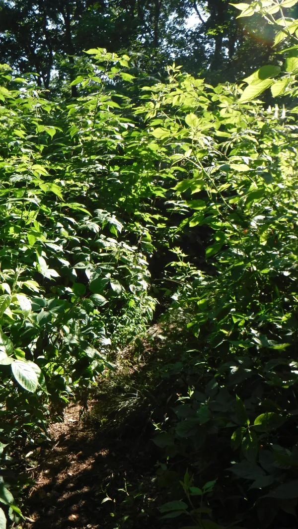 overgrown trail