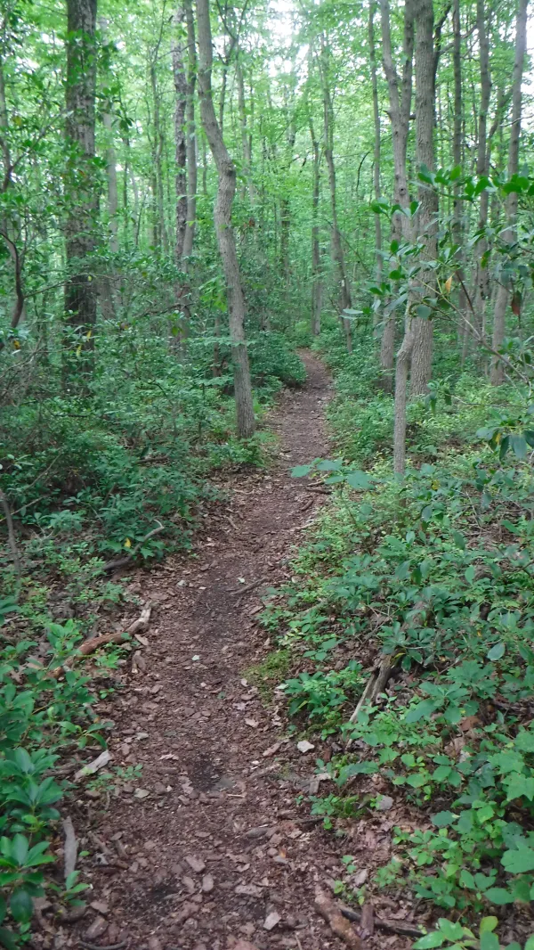No rocks on trail