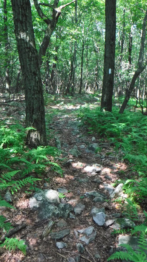 Rocky, flat trail